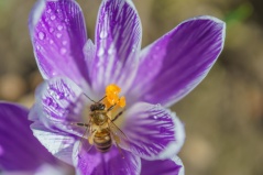 Biene im Krokus - Makro Blumen Heithöfen März 2016