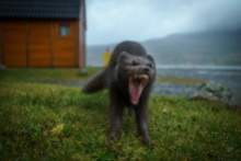 Eskifjörður - Polarfuchs