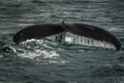 Husavik - Whale watching