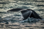 Husavik - Whale watching